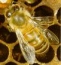 Drone Bee's Avatar